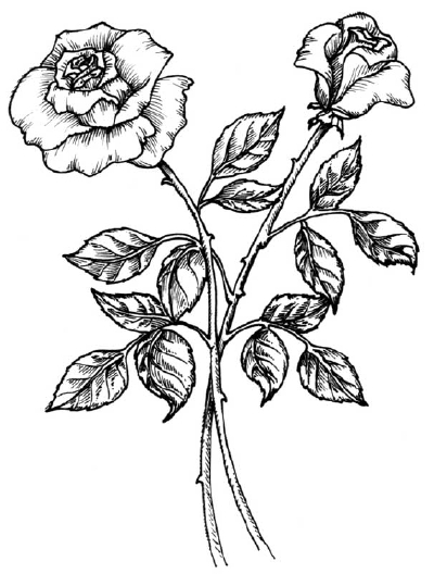 Featured image of post Easy Drawing Flowers Rose / Repeat these steps across a whole page of your sketchbook for an extravaganza of roses — knowing each ~flower art resources~ discover the beauty of floral painting and drawing now!