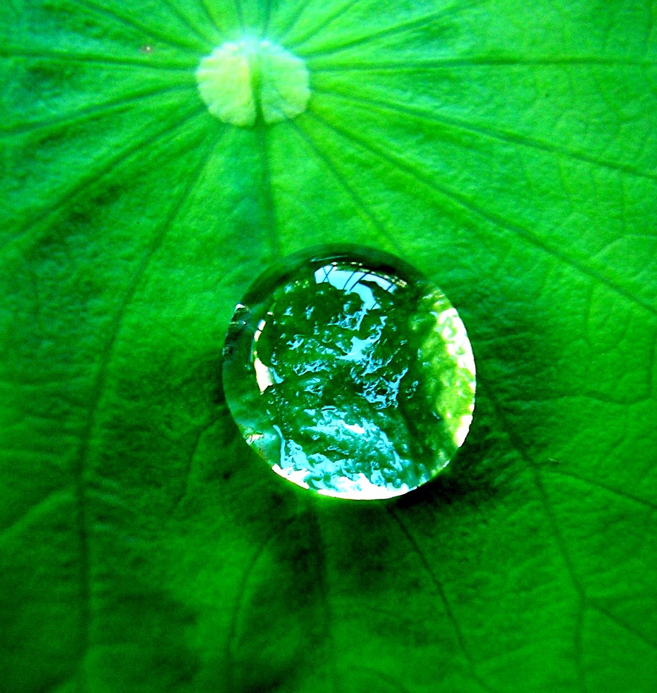 File:Water drop on a leaf - Wikimedia Commons