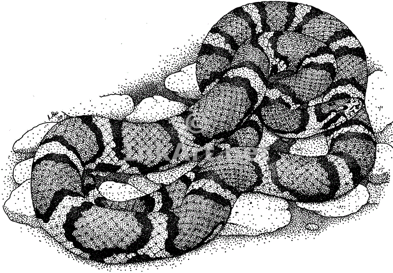 Red Milk Snake Stock Art Illustration