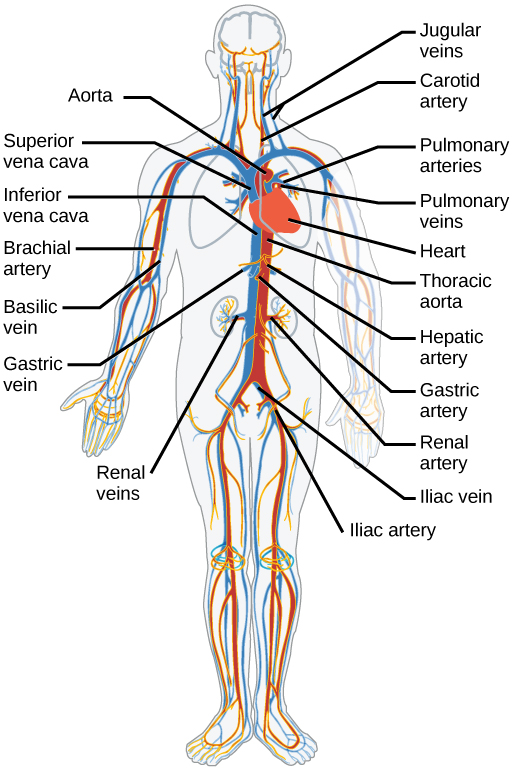 Main Parts Of Circulatory System Clip Art Library