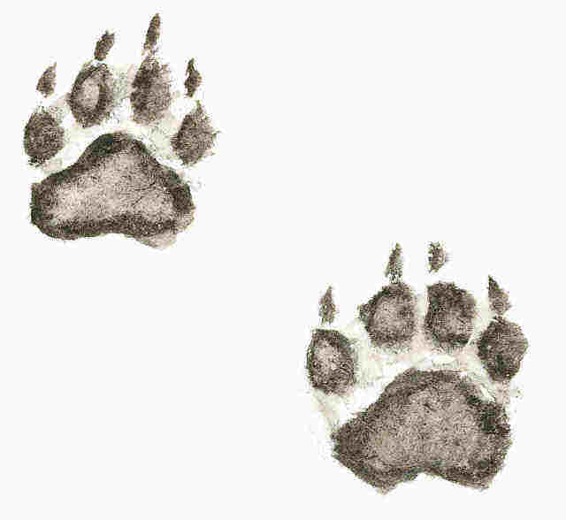 cartoon dog footprints - Clip Art Library