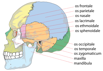 Human skull - Wikipedia, the free encyclopedia