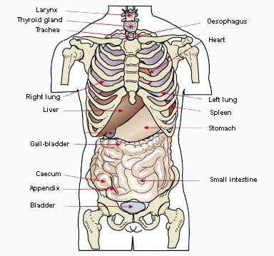 Female Human Body Organs Diagram | Human Anatomy Body Ideas - Clip Art