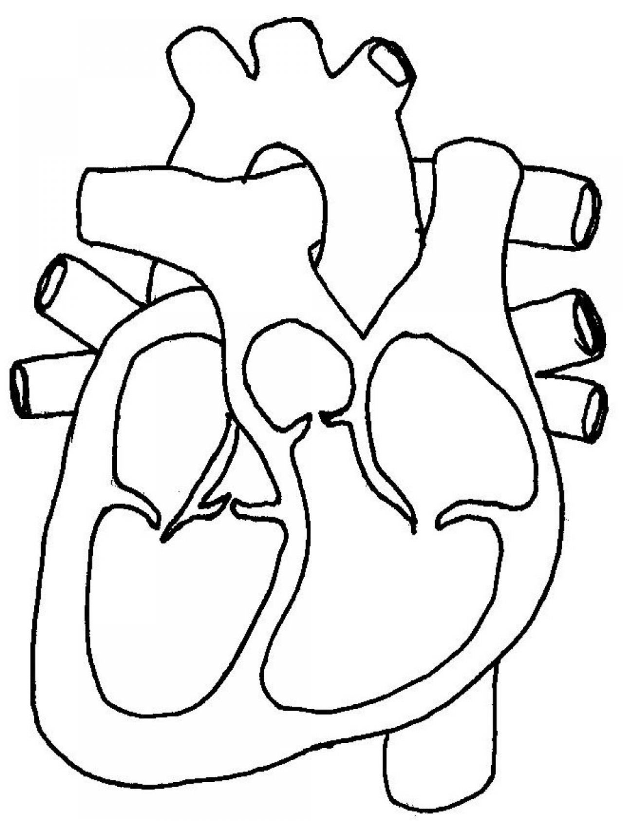 Free Blank Heart Diagram Download Free Clip Art Free