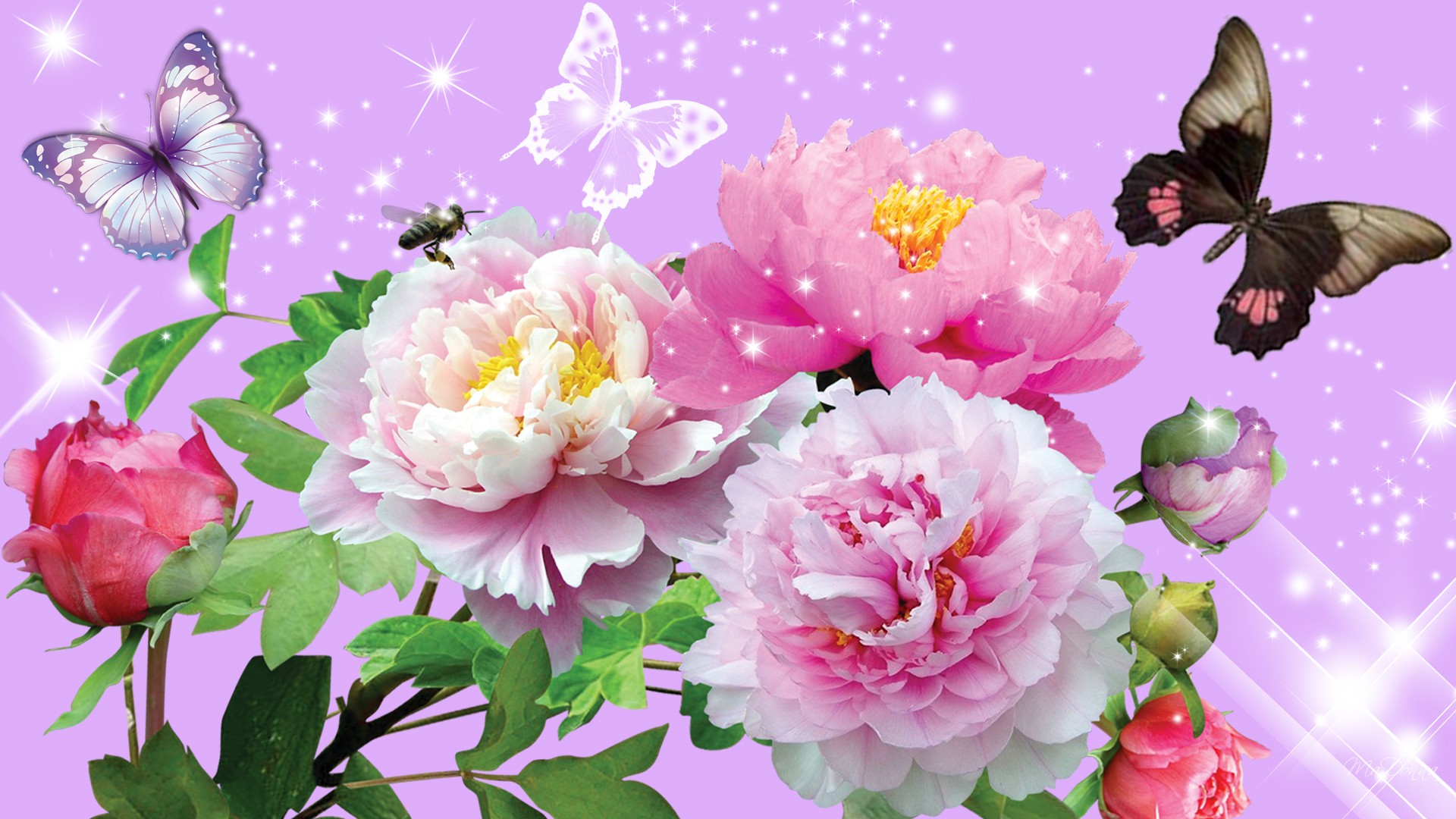 Free Flower Images Download Free Clip Art Free Clip Art On