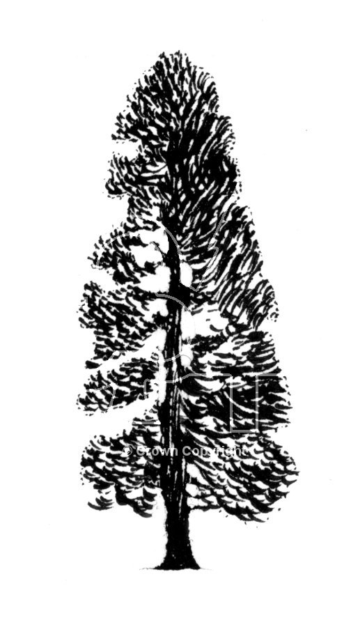 Forestry Commission - Picture Library Image