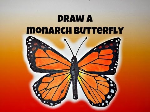 Featured image of post Monarch Butterfly Butterfly Drawing Images Easy - A kind of butterfly, the monarch butterfly, can fly to distances of up to 4,000 kilometers.