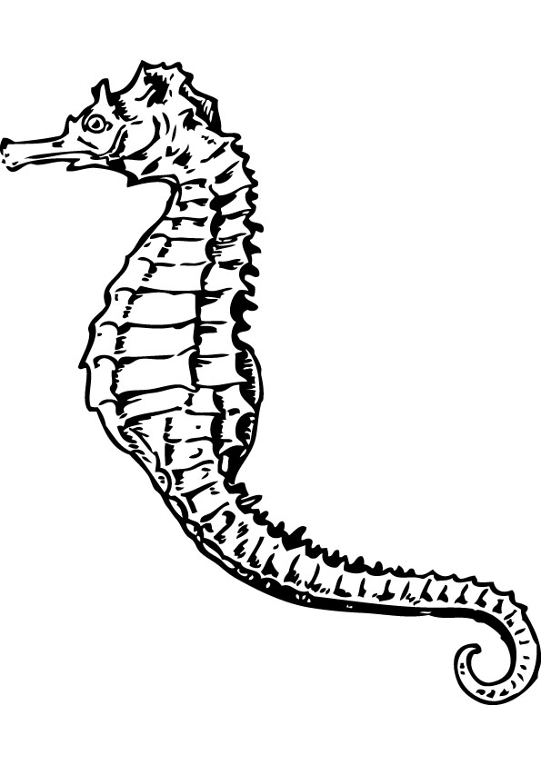 Free Coloring Pages Seahorse