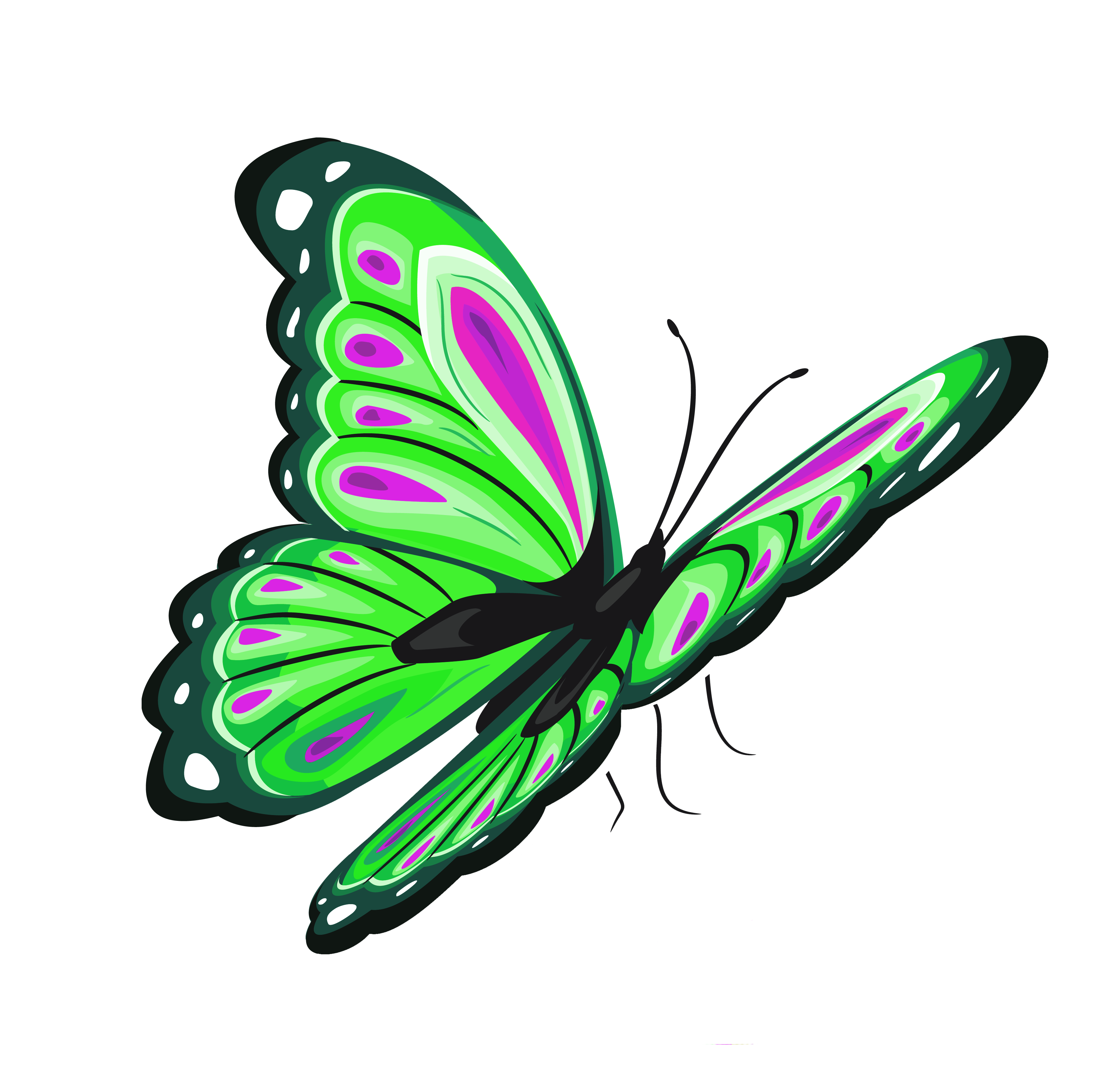 green butterfly images