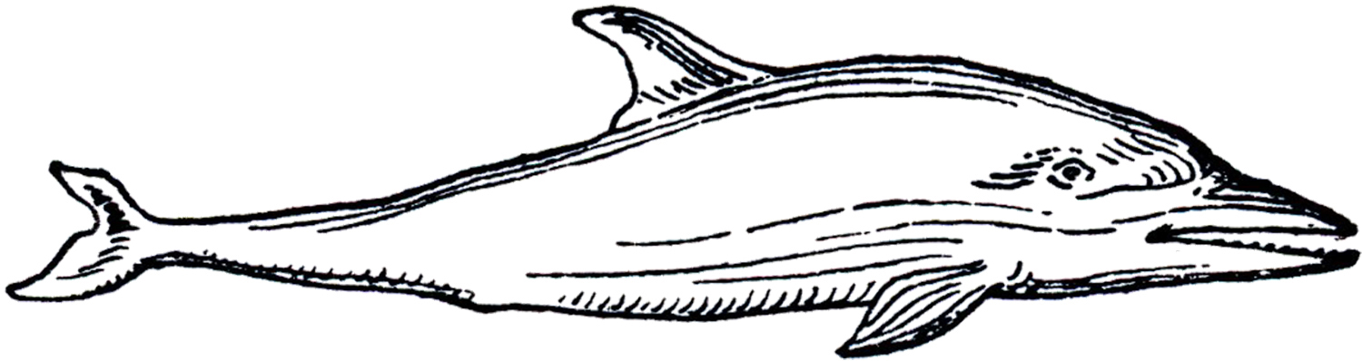 Vintage Dolphin Images - Ornate and Simple Line Drawings - The 