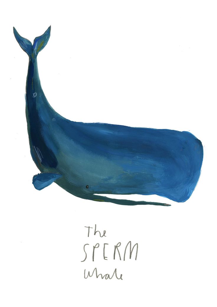 Sperm Whale Limited Edition Illustration print by Faye Bradley