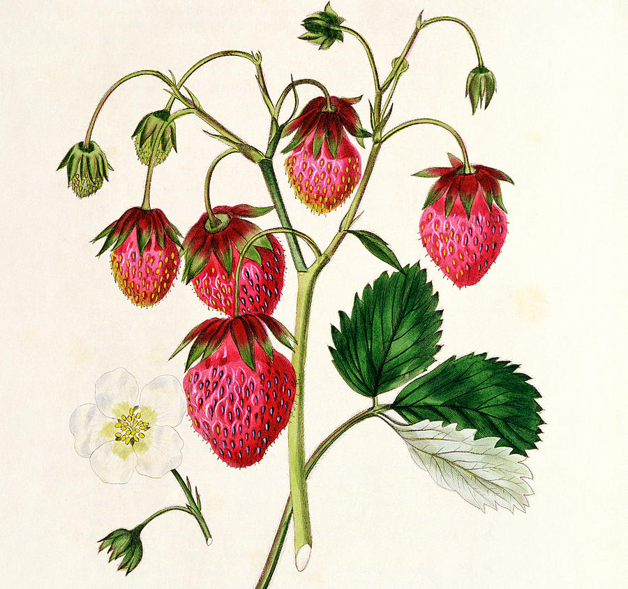 Strawberry Drawings for Sale
