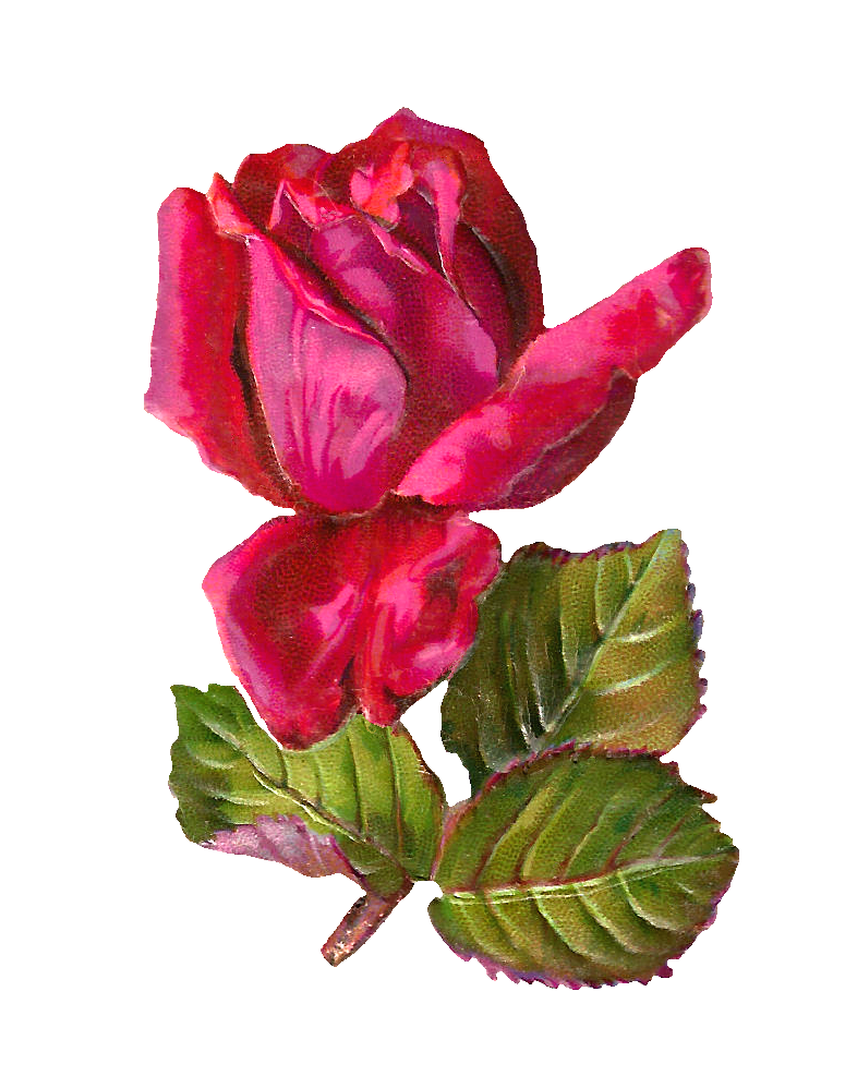 Antique Images: Free Digital Rose Clip Art: Red Rose Graphic with 