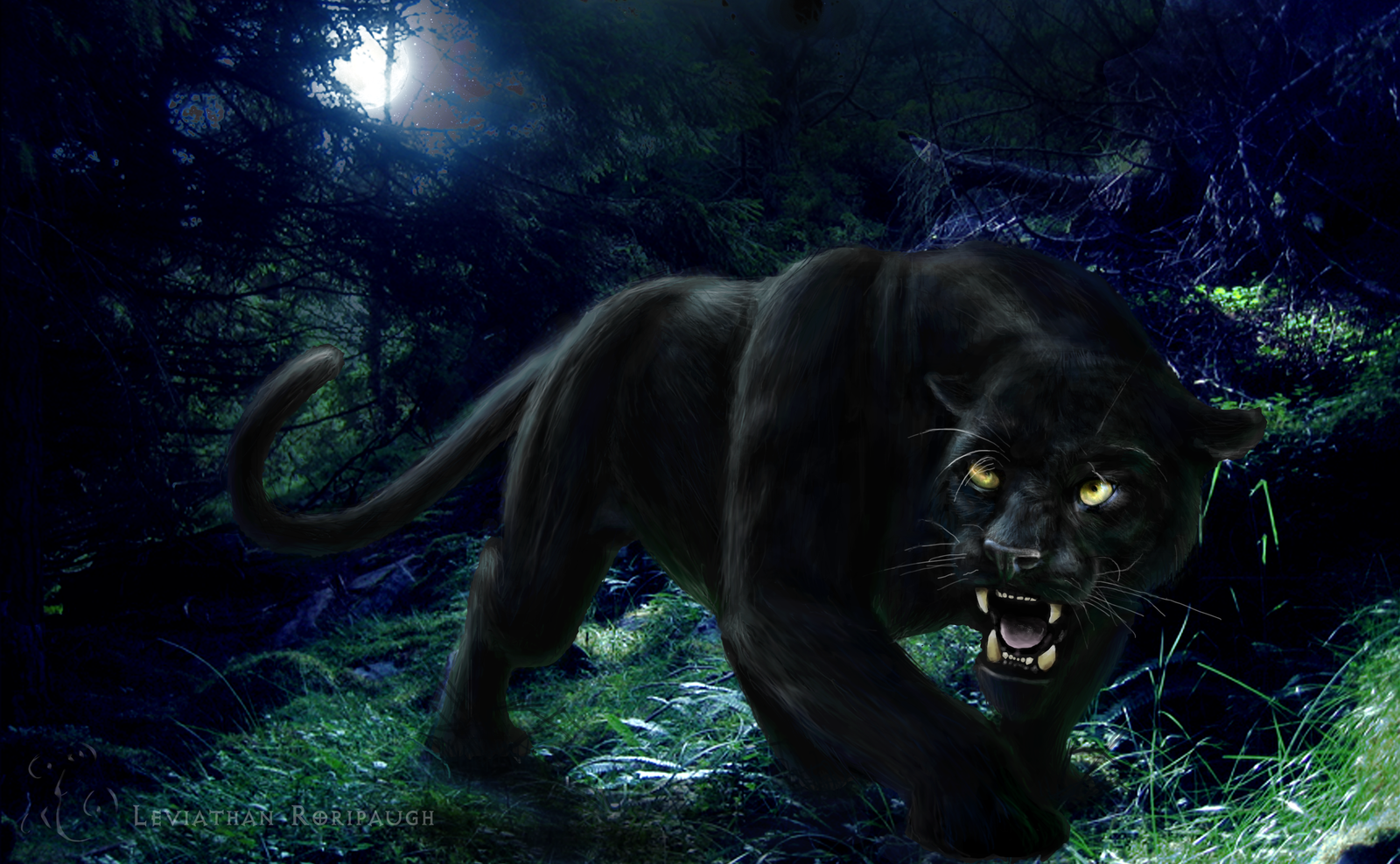 black puma animal wallpaper