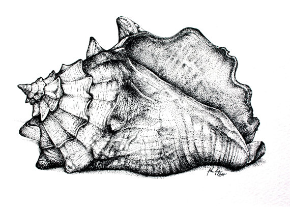 ink drawing of shells - Clip Art Library