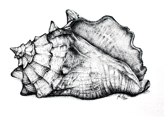 Free Conch Shell Drawing, Download Free Conch Shell Drawing png images