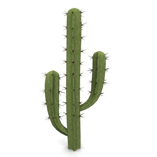 cactus 3D Models