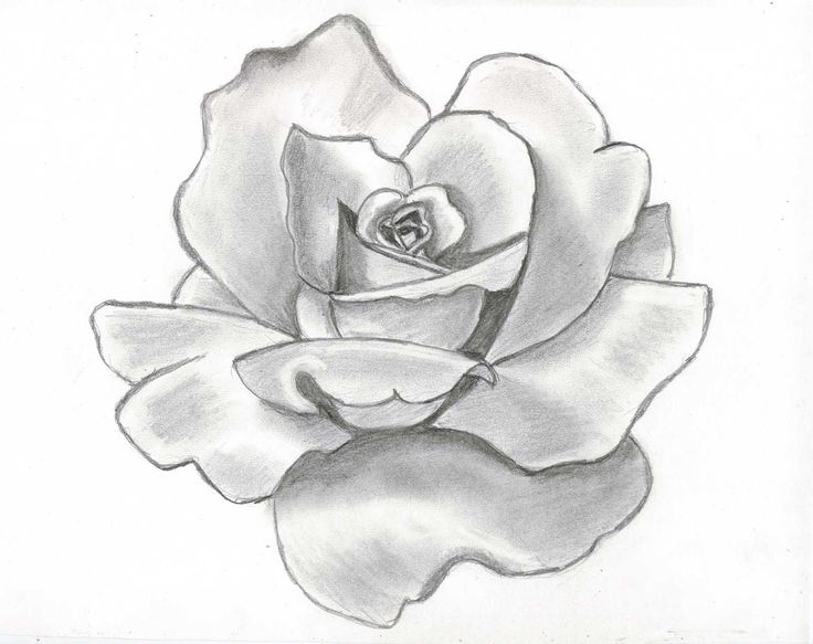 Free Rose Flower Drawing, Download Free Rose Flower Drawing png images