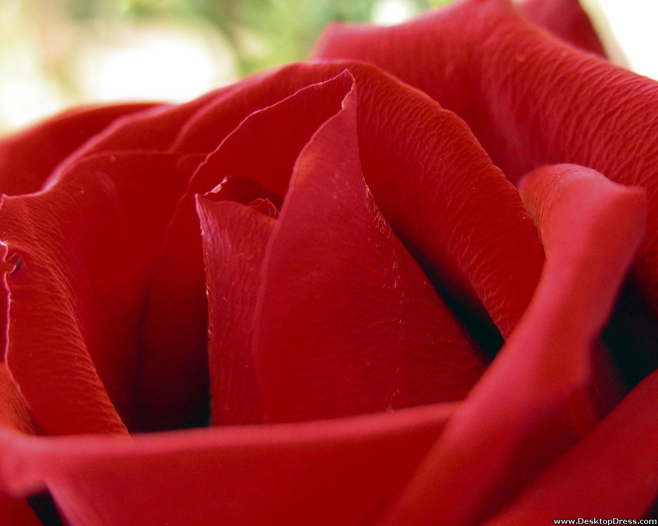Desktop Wallpapers ? Flowers Backgrounds ? Flower Red Rose a