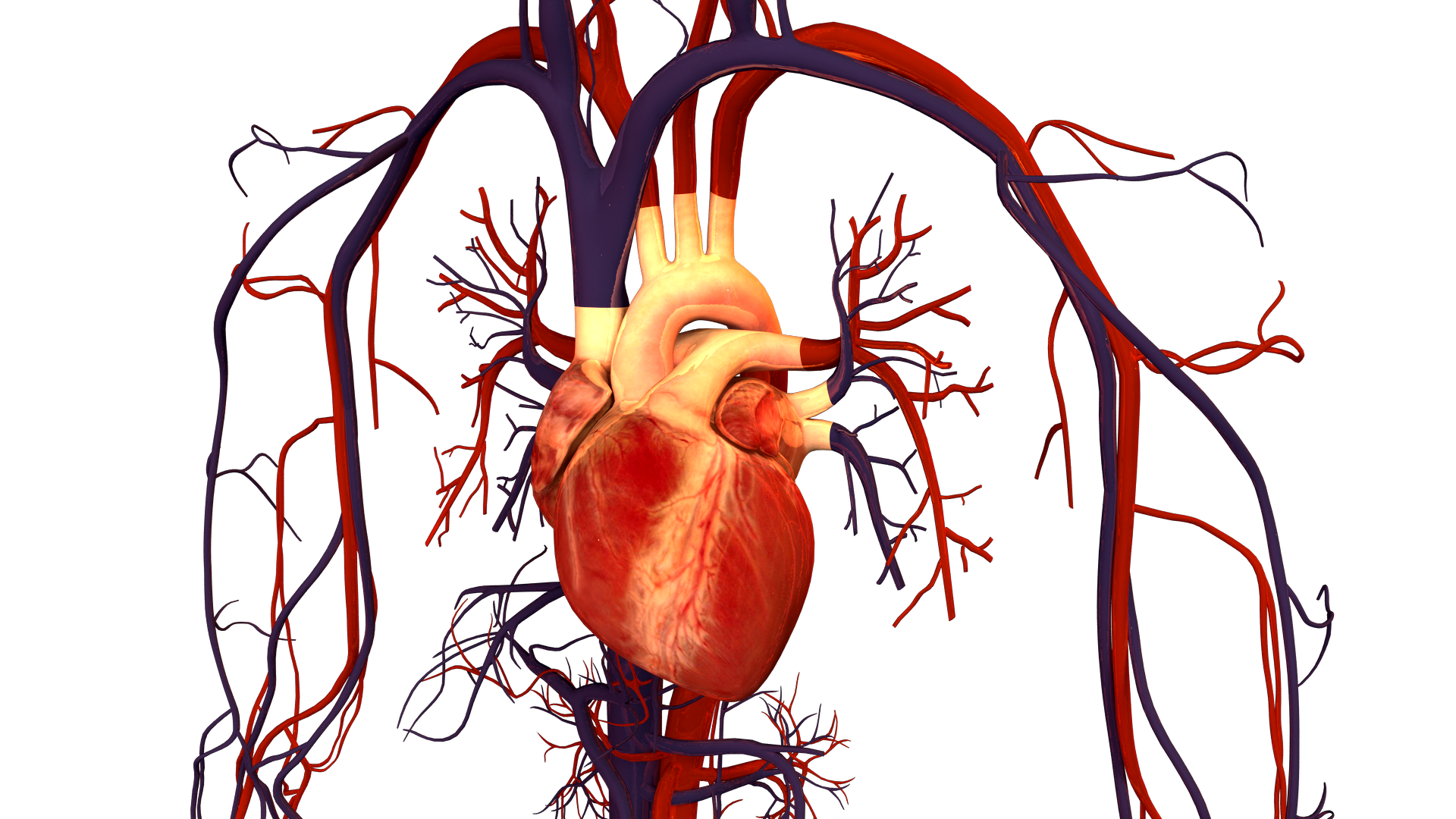 File:Human Heart and Circulatory System - Wikimedia Commons