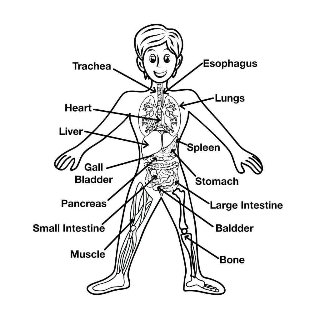 draw and label a human body