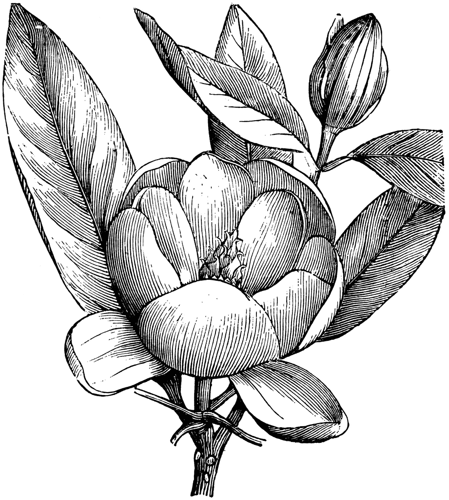 Magnolia Clip Art - Clipart library