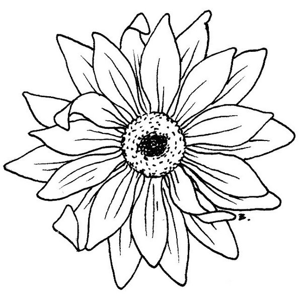 Simple Black And White Sunflower Drawing | Clipart library - Free 