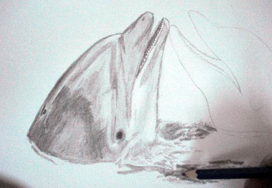Realistic Dolphin Drawings In Graphite Pencil