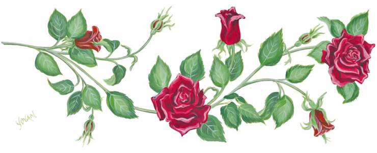 Rose Vine Drawing Images  Pictures - Becuo
