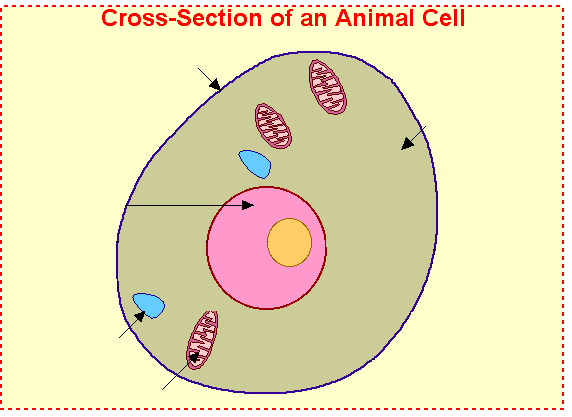 labeled plant cell diagram for kids