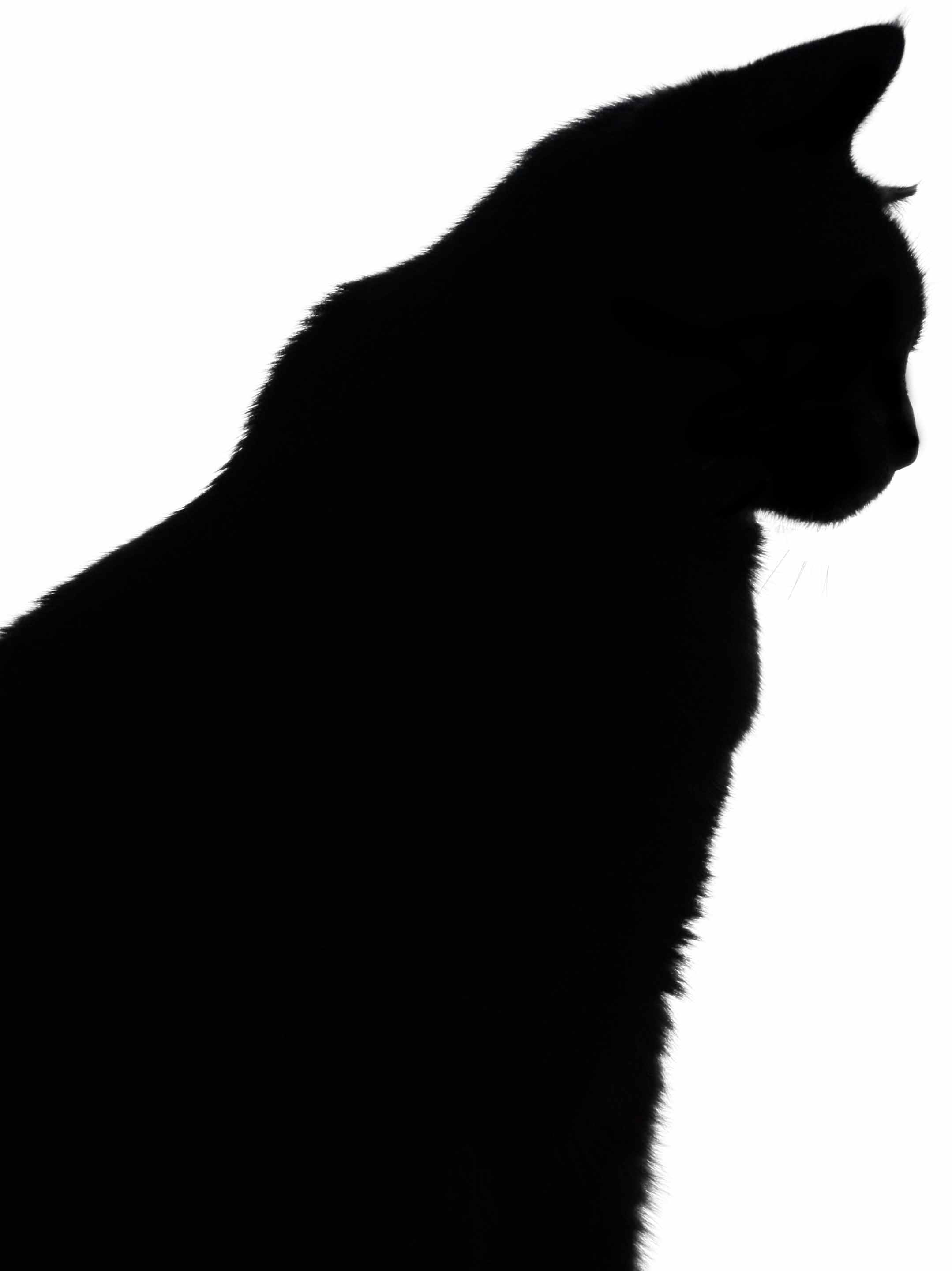 Free Cat Silhouette Images, Download Free Cat Silhouette Images png