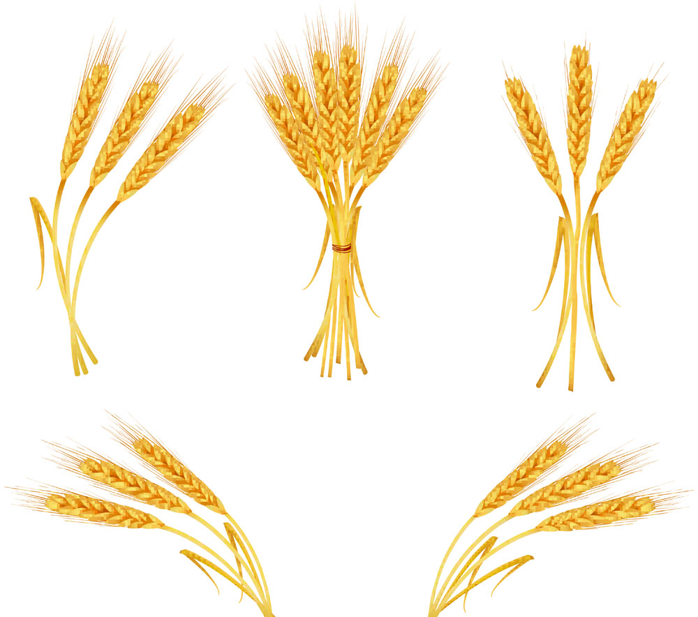 Vector Wheat / Wheat Free Vectors Download 