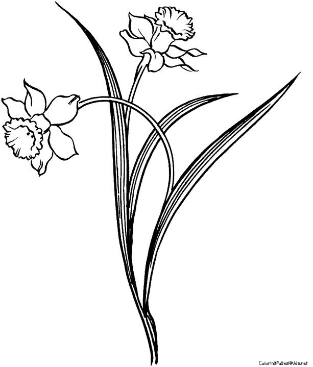 daffodil flower coloring pages - photo #49