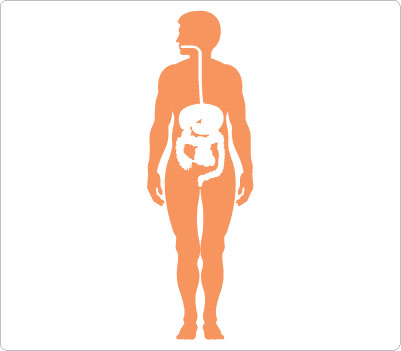 Human Body Outline Image - Clipart library