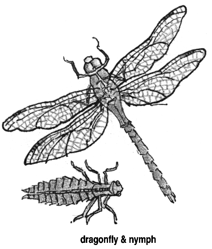 Dragonfly  nymph