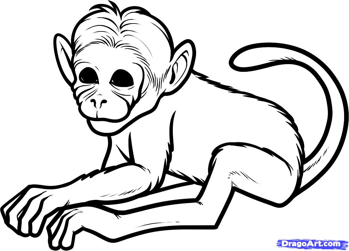 Free Monkey Drawing, Download Free Monkey Drawing png images, Free