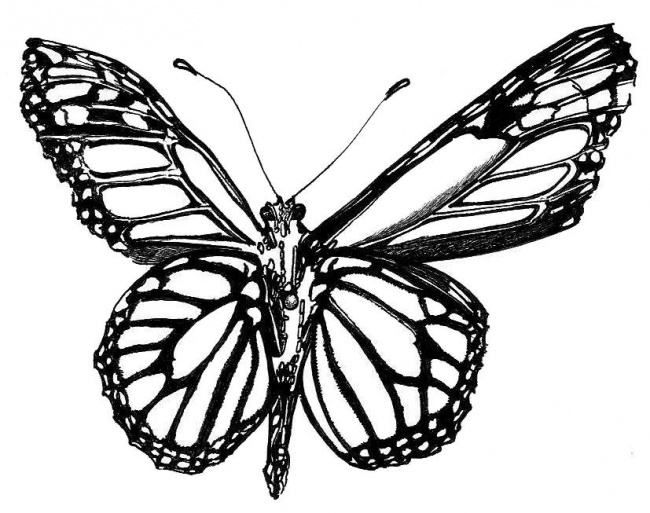 Collection of Monarch Butterfly Tattoo Black And White (23) .