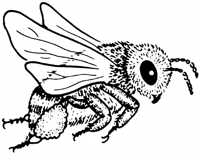 Kids Coloring Bumble Bee Outline Clip Art Bumble Bee Outline Hi.