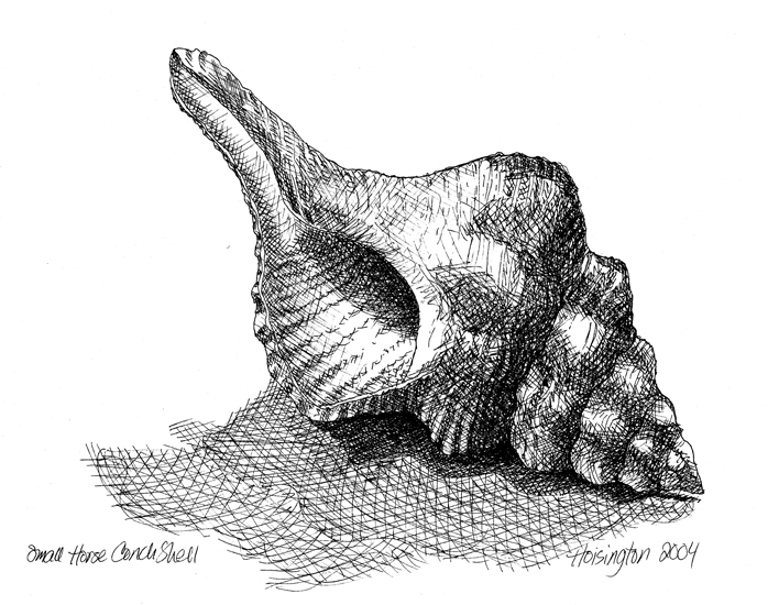 Free Conch Shell Drawing, Download Free Conch Shell Drawing png images