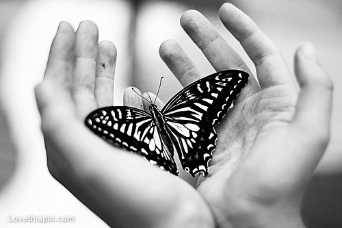 Black And White Butterfly Pictures, Photos, and Images for 