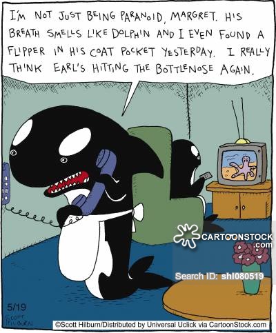 killer whale cartoon funny - Clip Art Library