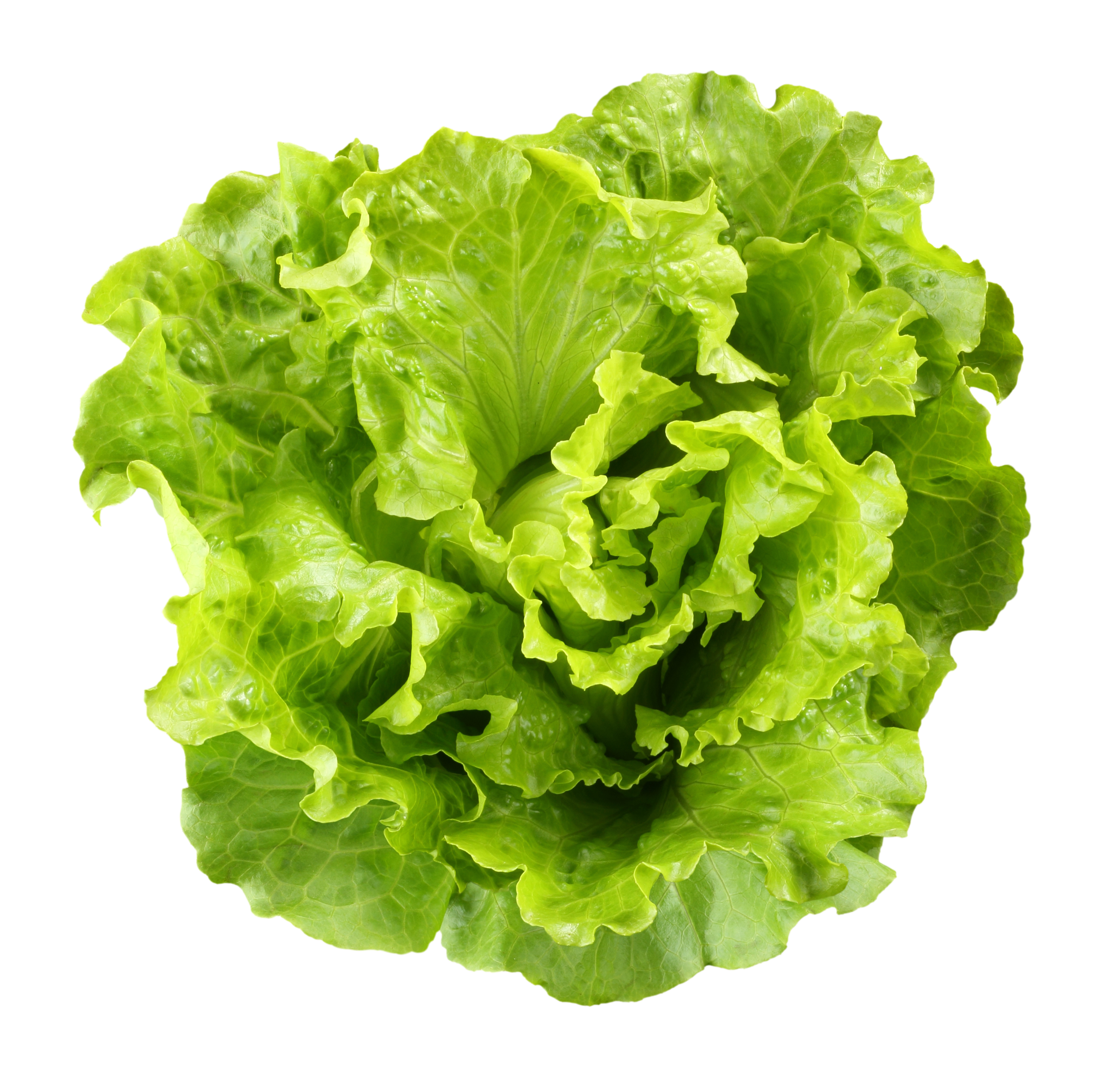 free-lettuce-download-free-lettuce-png-images-free-cliparts-on