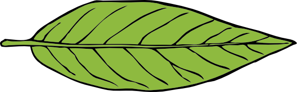 Lanceolate Leaf clip art Free Vector 