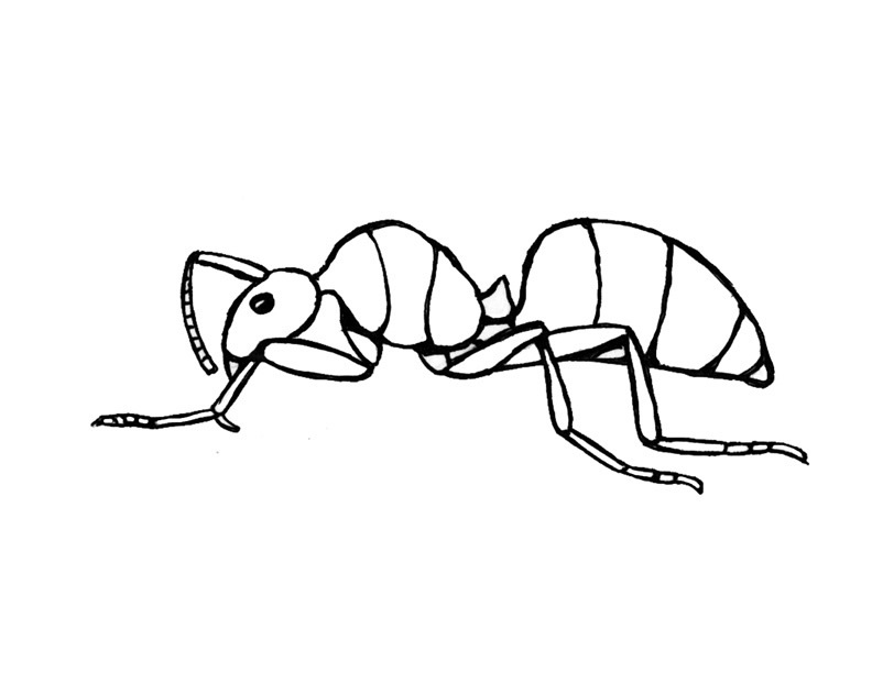 Animal Atom Ant Coloring Pages Army Anthill Clip Arts Related