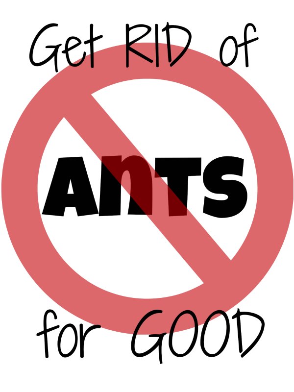 Getting Rid of Ants for Good - Mom it Forward