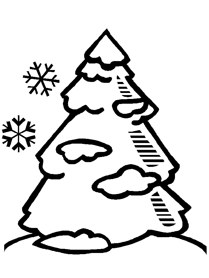white pine tree Colouring Pages