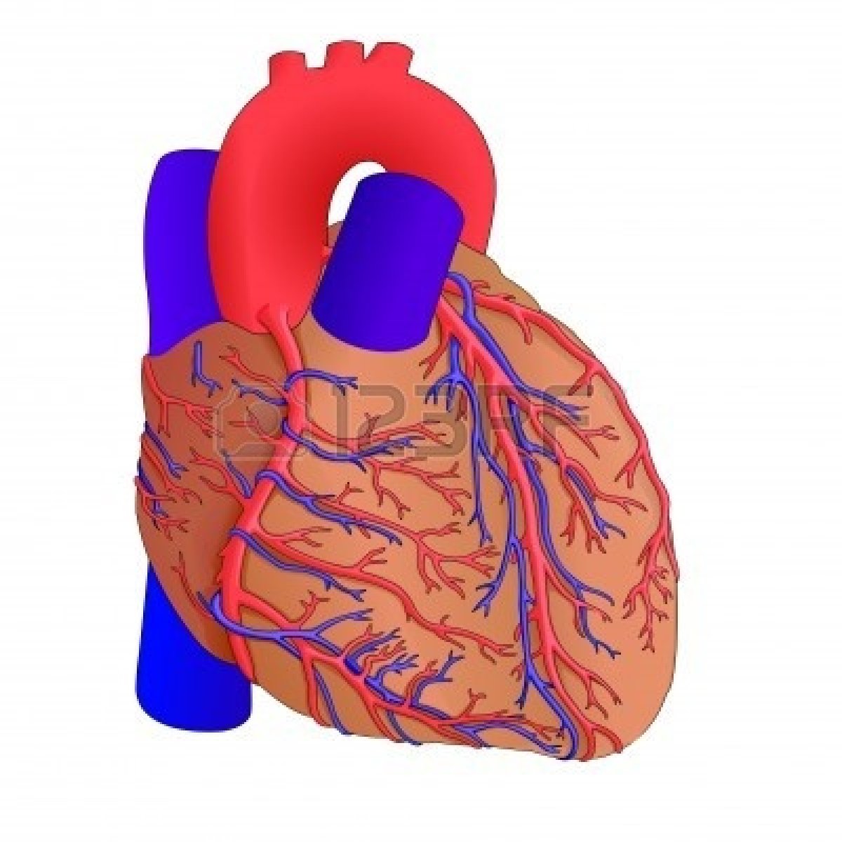 Free Human Heart Pictures Images, Download Free Human Heart Pictures Images  png images, Free ClipArts on Clipart Library