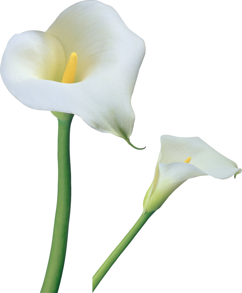 Transparent Calla Lilies Flowers PNG Clipart