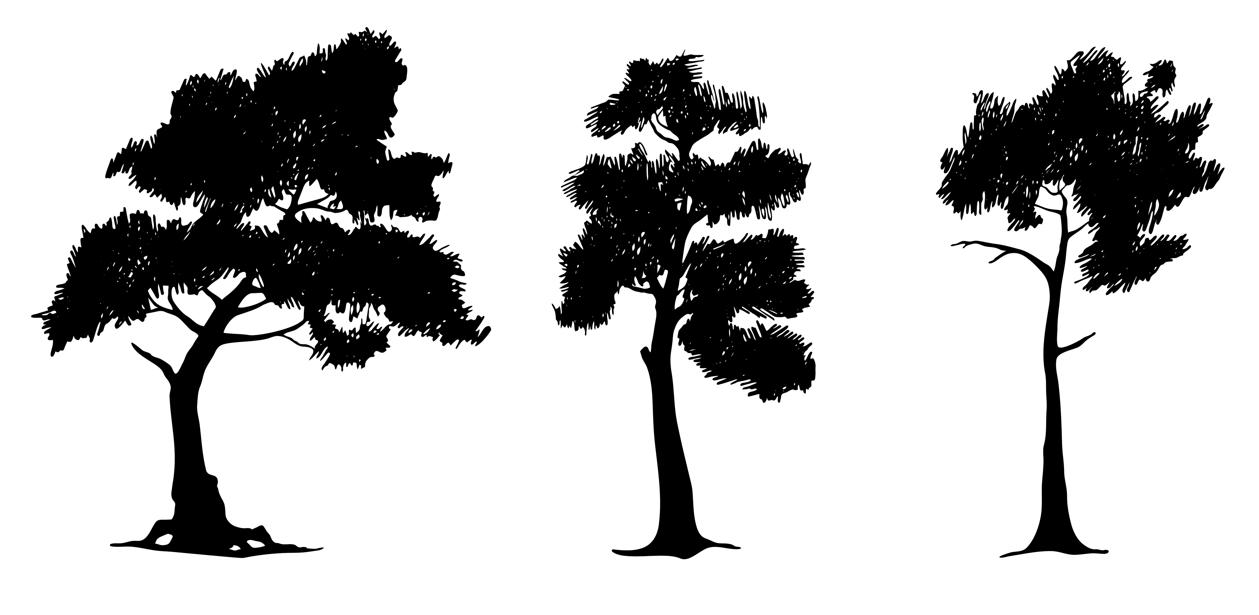 Free Pine Tree Illustration Download Free Clip Art Free Clip Art On Clipart Library