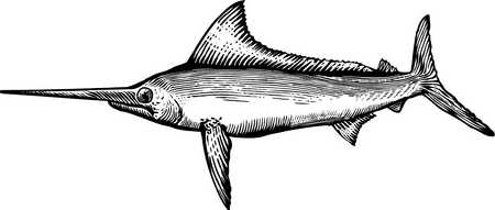Stock Illustration - A black and white drawing of a marlin